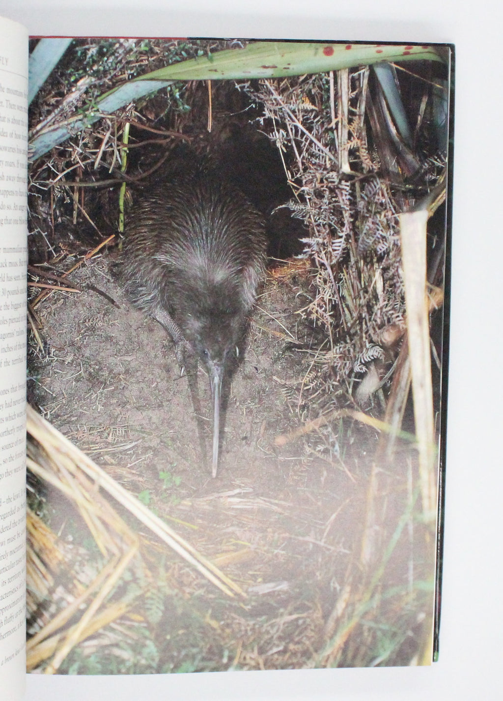 1998 The Life of Birds by David Attenborough