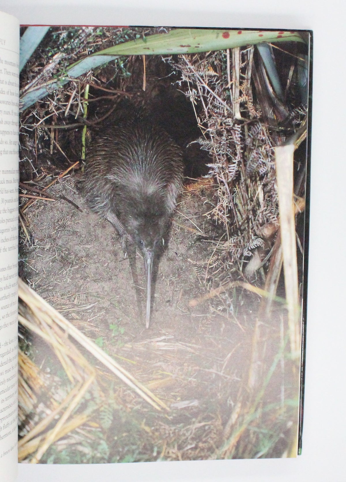 1998 The Life of Birds by David Attenborough