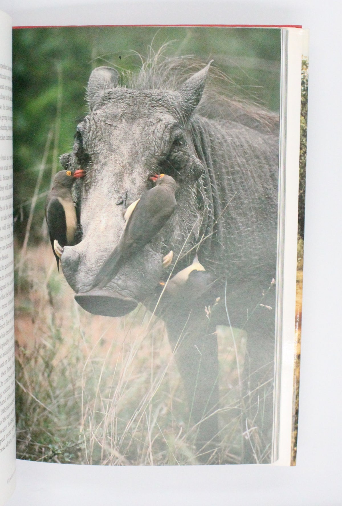 1990 The Trials of Life by David Attenborough