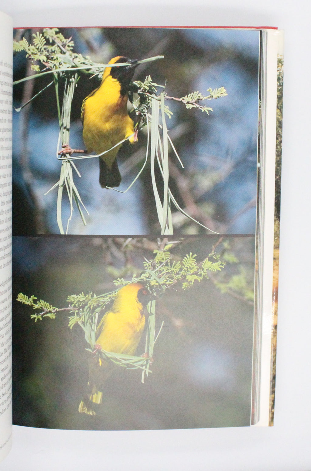 1990 The Trials of Life by David Attenborough
