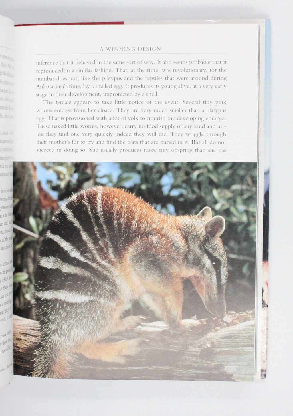 2002 The Life of Mammals by David Attenborough
