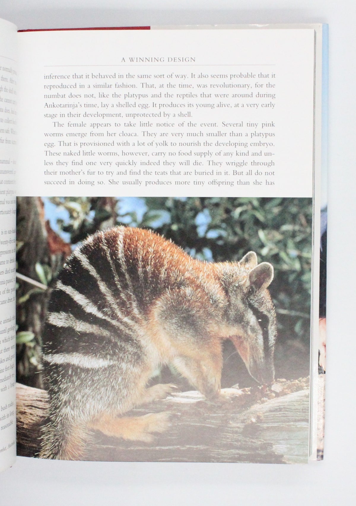 2002 The Life of Mammals by David Attenborough