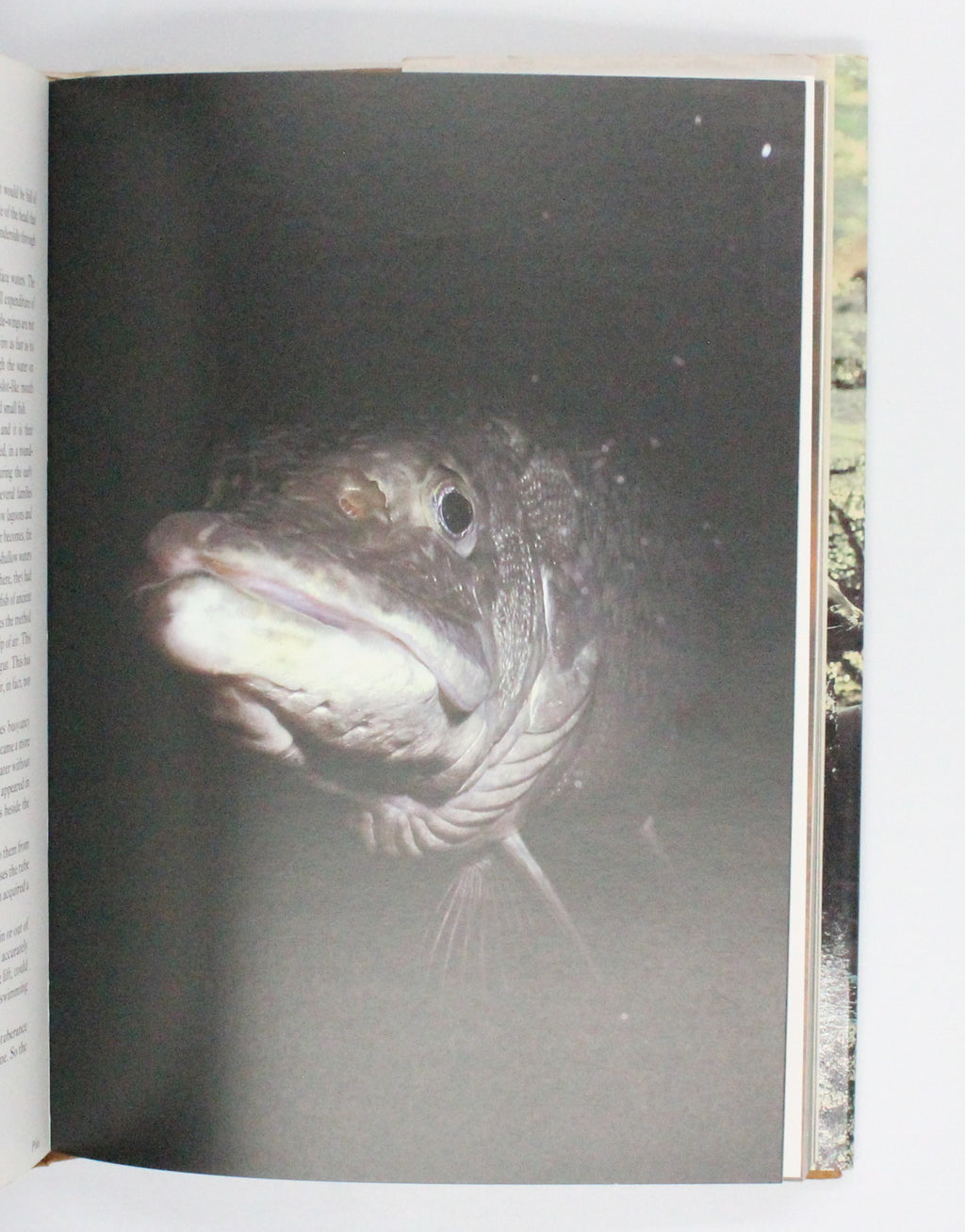 1979 Life on Earth by David Attenborough