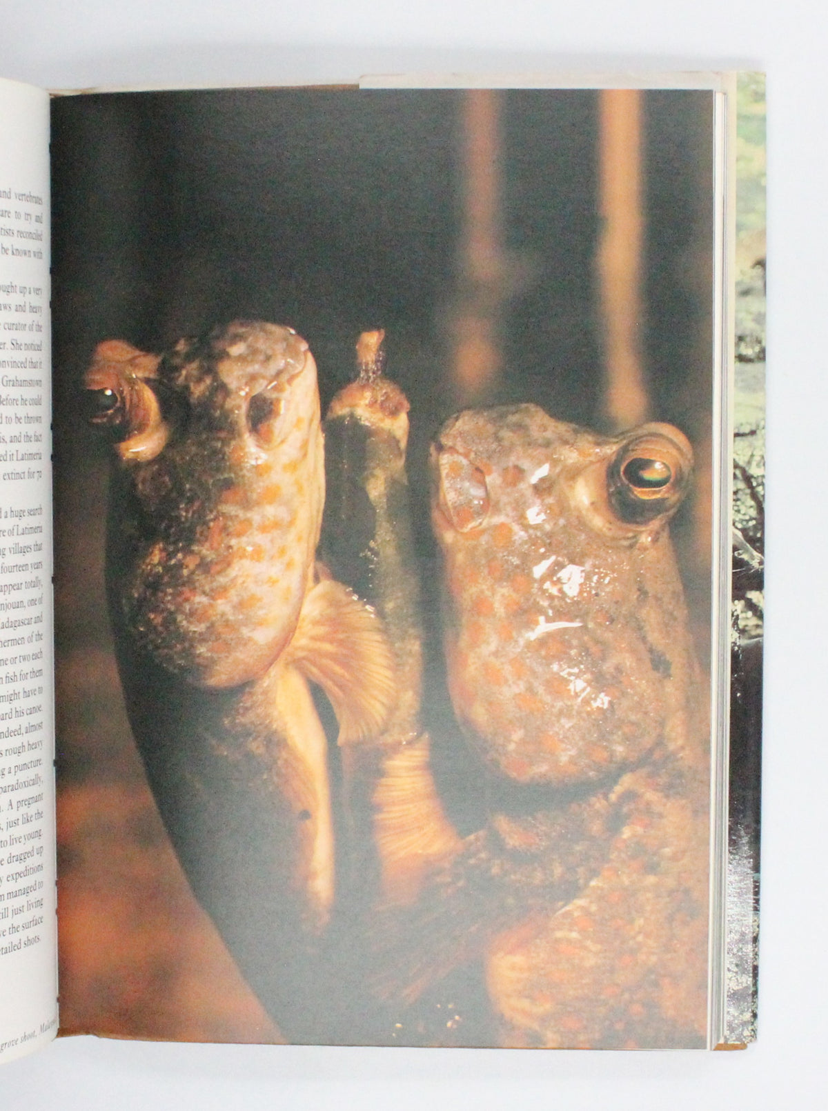 1979 Life on Earth by David Attenborough