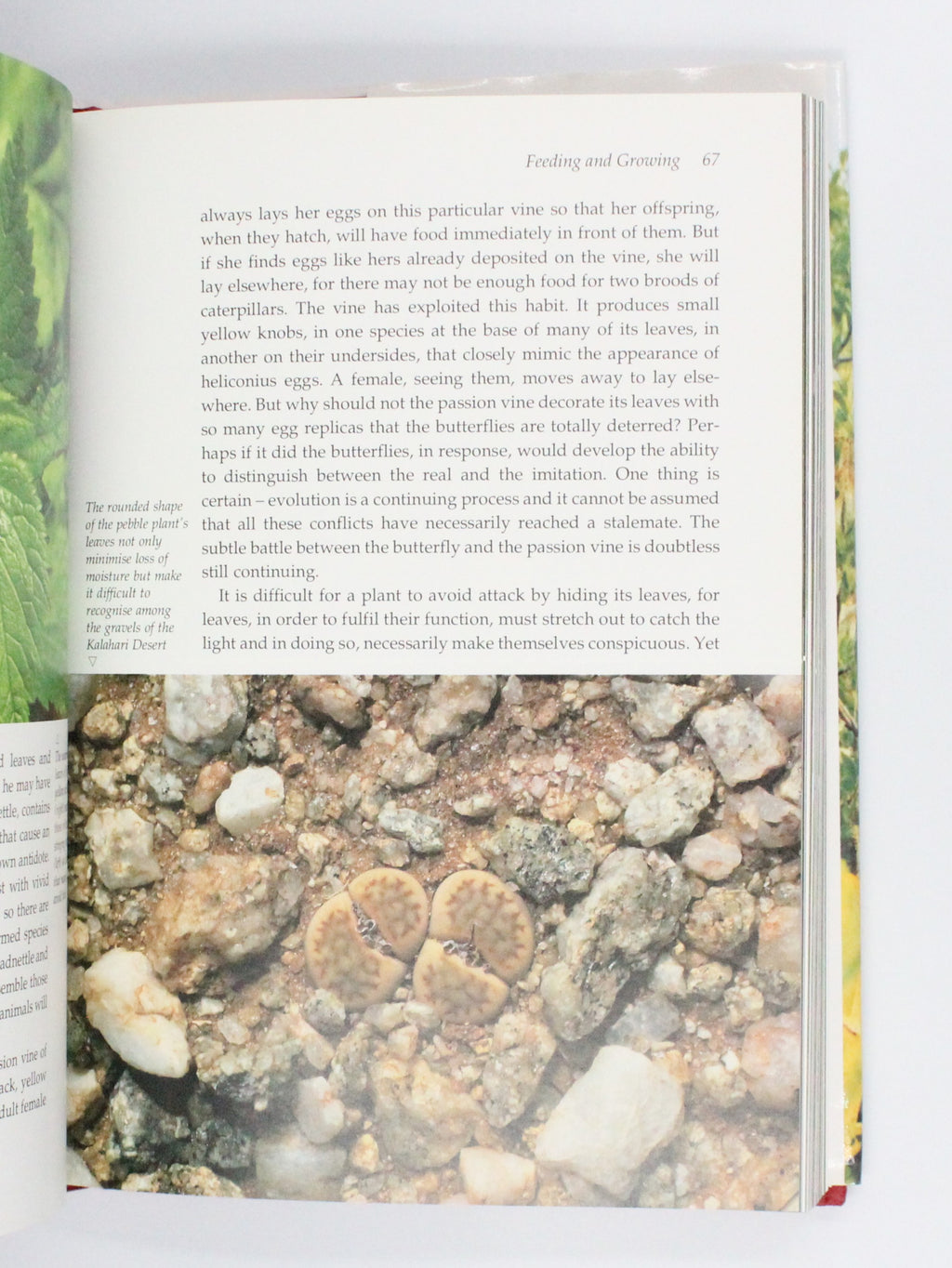 1995 The Private Life of Plants by David Attenborough