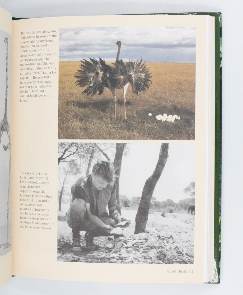 2009 Life Stories by David Attenborough