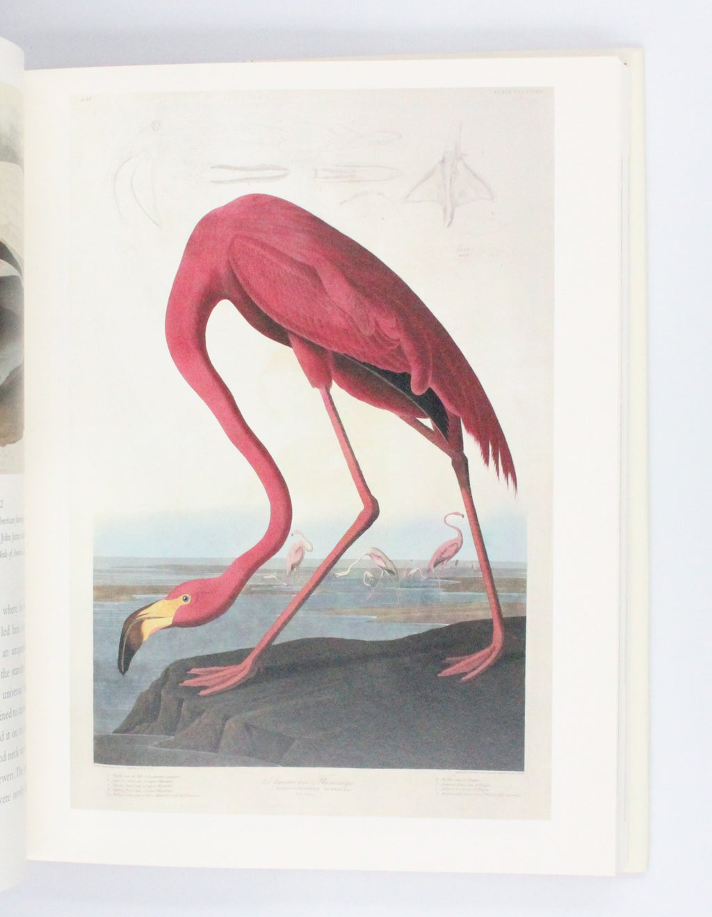 2007 Amazing Rare Things The Art of Natural History in the Age of Discovery by David Attenborough